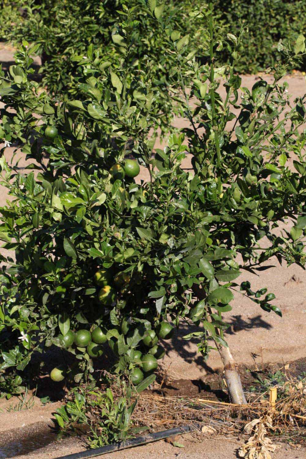            Habit (Riverside, CA)   